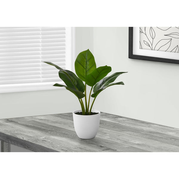 Monarch I 9502 17"H - Indoor Aureum In A 5" Pot IMAGE 1