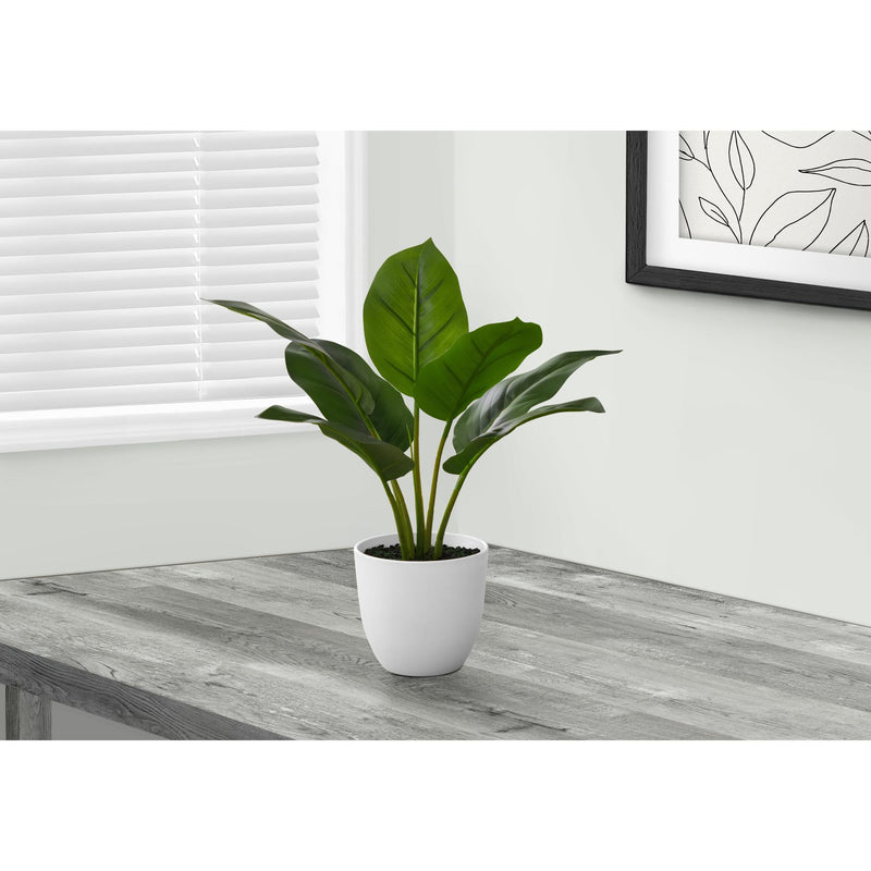 Monarch I 9502 17"H - Indoor Aureum In A 5" Pot IMAGE 1