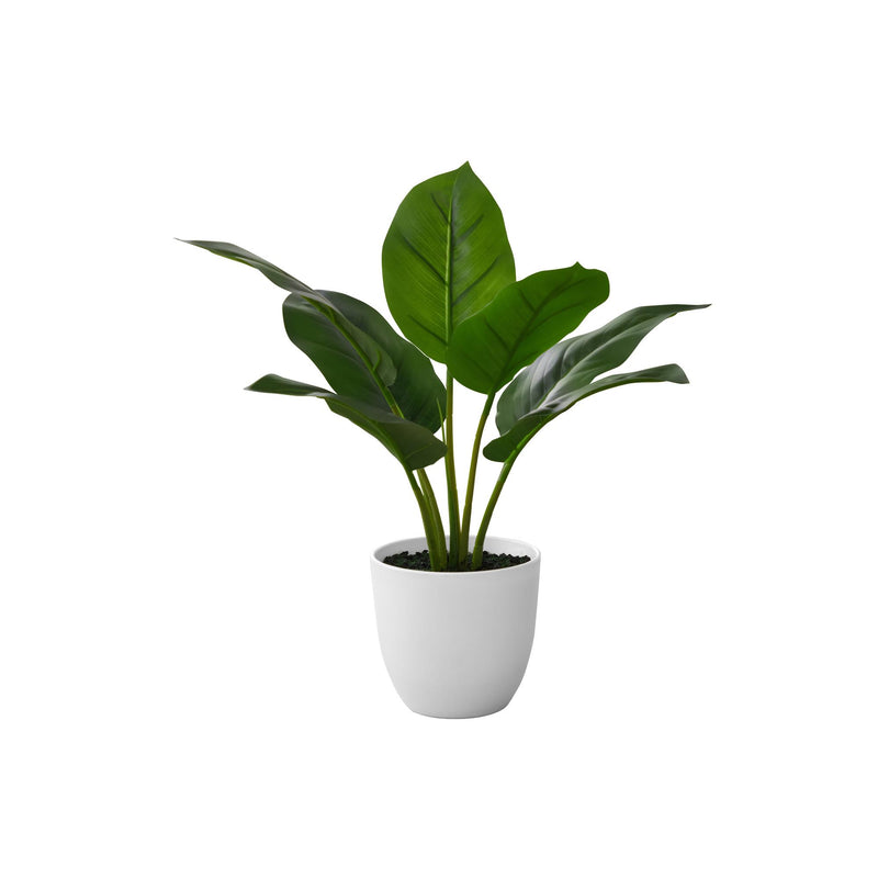 Monarch I 9502 17"H - Indoor Aureum In A 5" Pot IMAGE 2