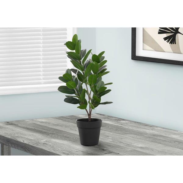 Monarch I 9504 28"H - Indoor Garcinia In A 5" Pot IMAGE 1