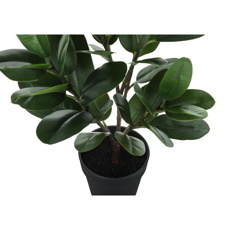 Monarch I 9504 28"H - Indoor Garcinia In A 5" Pot IMAGE 3