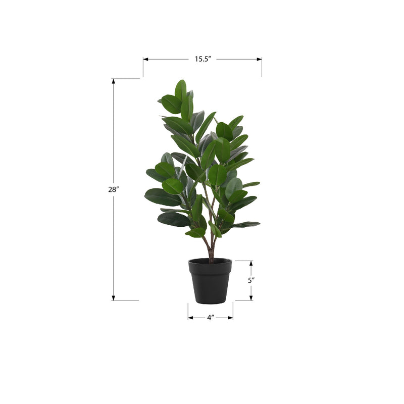 Monarch I 9504 28"H - Indoor Garcinia In A 5" Pot IMAGE 6