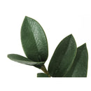 Monarch I 9506 29"H - Indoor Zz In A 6" Pot IMAGE 4