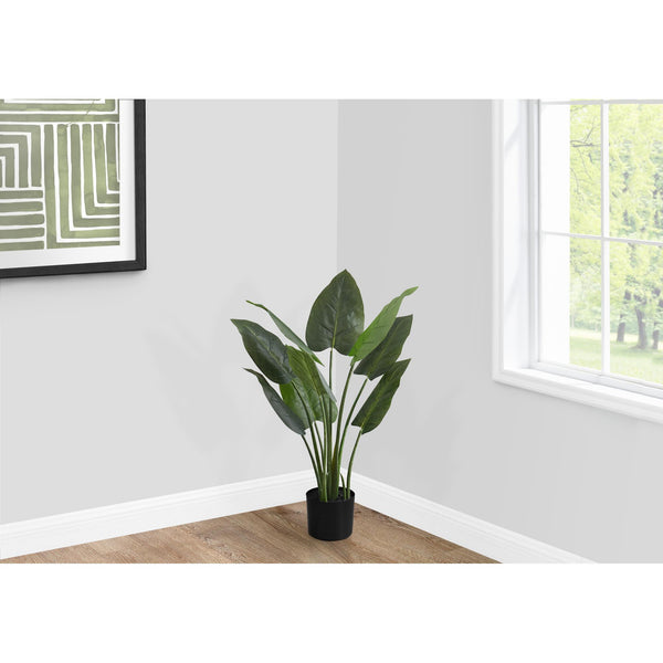Monarch I 9509 37"H - Indoor Aureum In A 6" Pot IMAGE 1