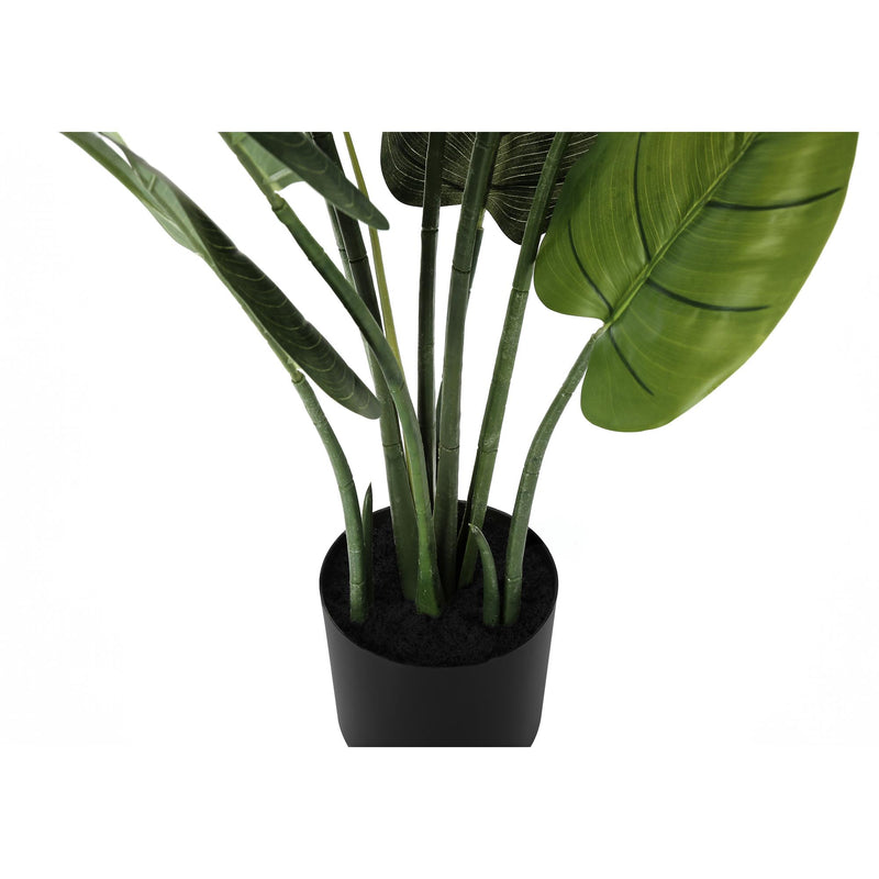 Monarch I 9509 37"H - Indoor Aureum In A 6" Pot IMAGE 3
