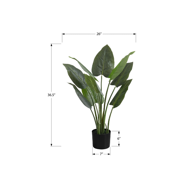 Monarch I 9509 37"H - Indoor Aureum In A 6" Pot IMAGE 6