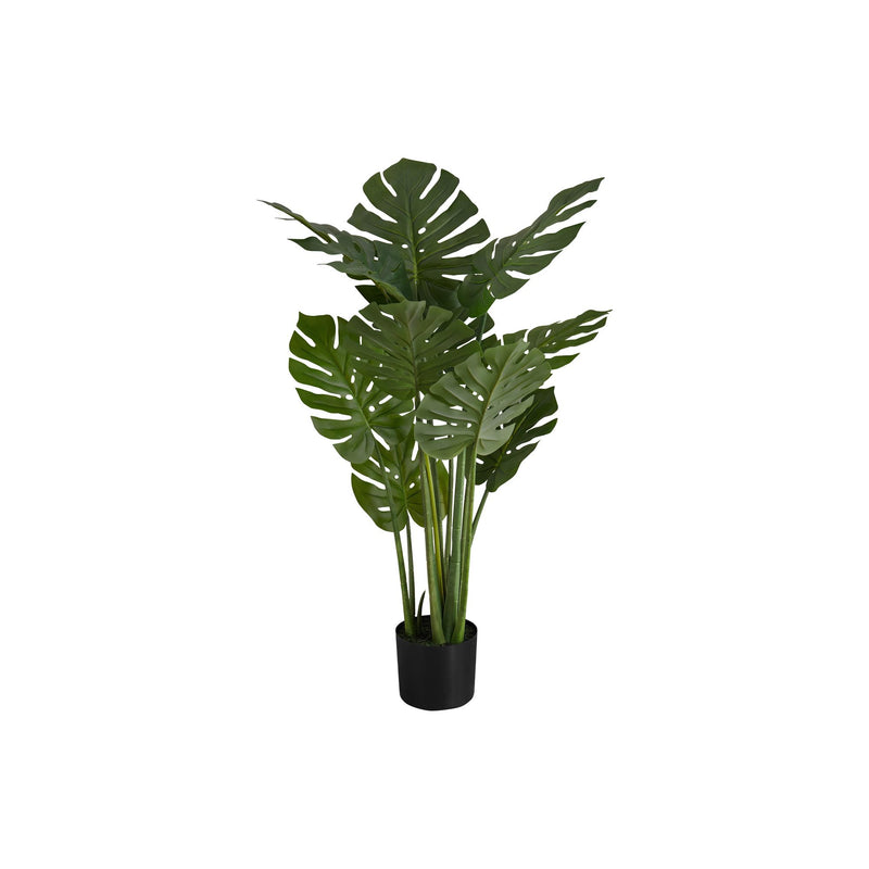 Monarch I 9510 45"H - Indoor Monstera In A 6" Pot IMAGE 2