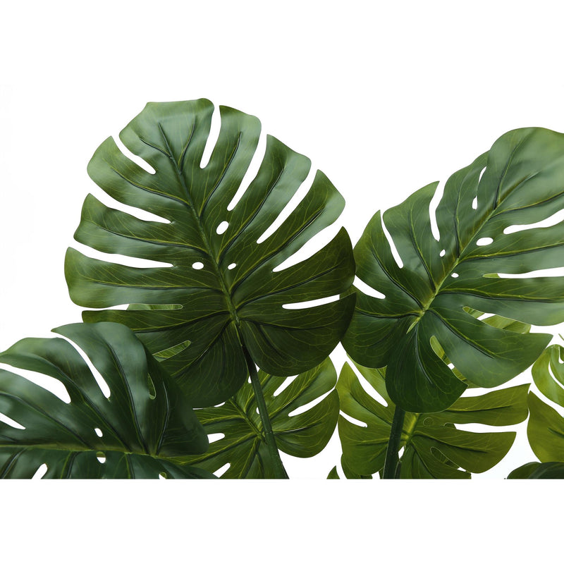 Monarch I 9510 45"H - Indoor Monstera In A 6" Pot IMAGE 4