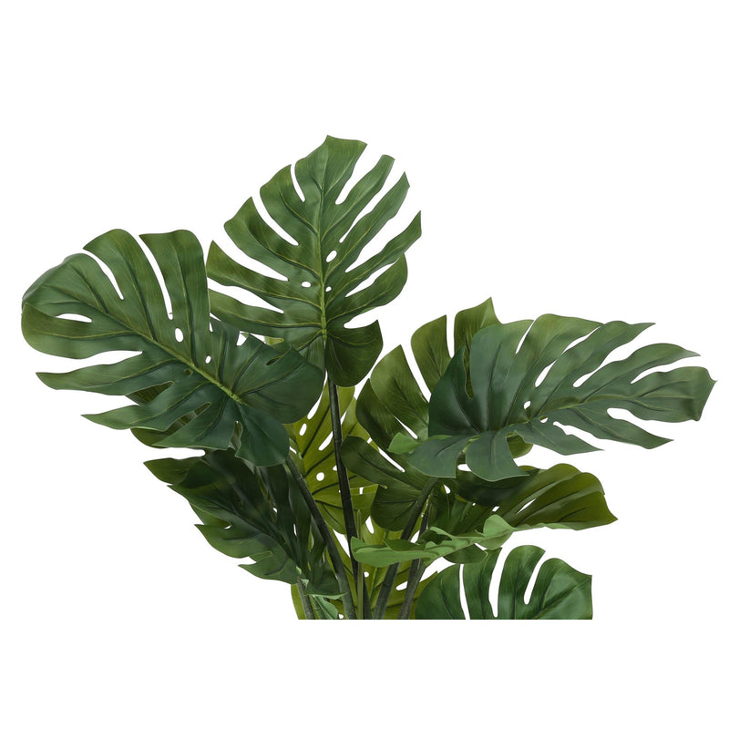 Monarch I 9510 45"H - Indoor Monstera In A 6" Pot IMAGE 5
