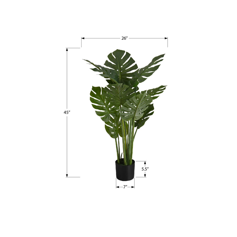 Monarch I 9510 45"H - Indoor Monstera In A 6" Pot IMAGE 6