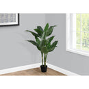 Monarch I 9512 42"H - Indoor Evergreen In A 5" Pot IMAGE 1