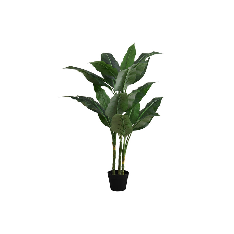 Monarch I 9512 42"H - Indoor Evergreen In A 5" Pot IMAGE 2