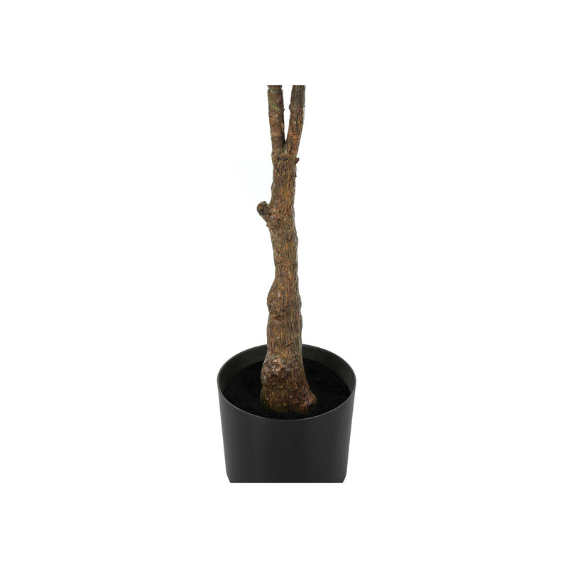 Monarch I 9514 52"H - Indoor Rubber Tree In A 5" Pot IMAGE 3