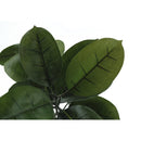 Monarch I 9514 52"H - Indoor Rubber Tree In A 5" Pot IMAGE 4