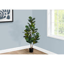 Monarch I 9517 49"H - Indoor Fiddle Tree In A 5" Pot IMAGE 1
