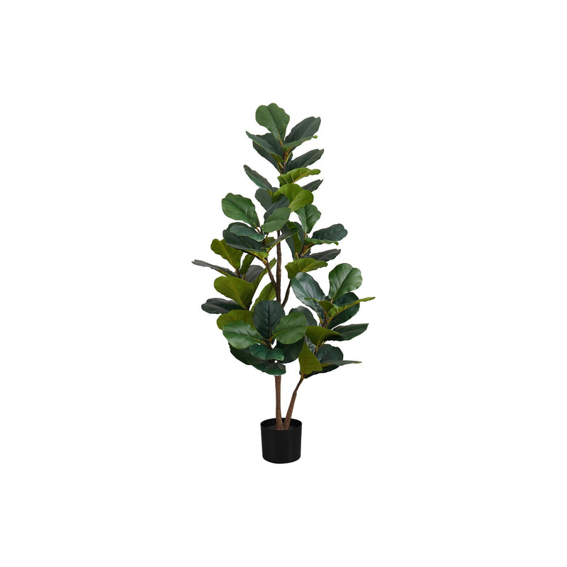 Monarch I 9517 49"H - Indoor Fiddle Tree In A 5" Pot IMAGE 2