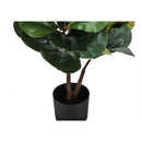 Monarch I 9517 49"H - Indoor Fiddle Tree In A 5" Pot IMAGE 3