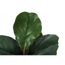 Monarch I 9517 49"H - Indoor Fiddle Tree In A 5" Pot IMAGE 4