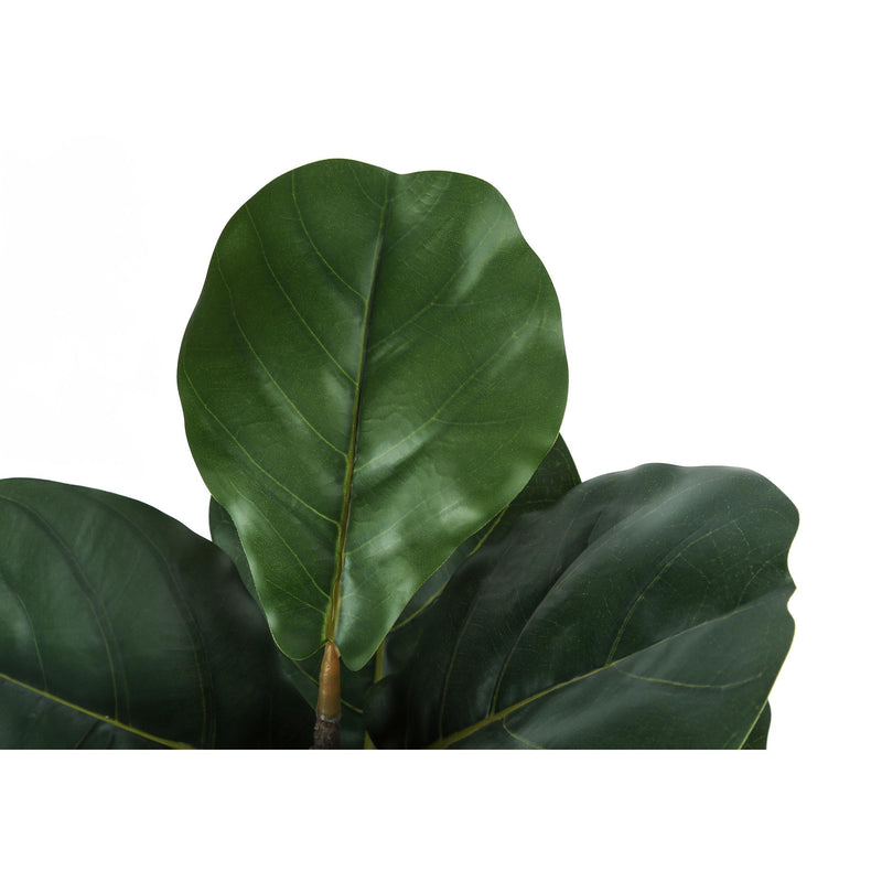 Monarch I 9517 49"H - Indoor Fiddle Tree In A 5" Pot IMAGE 4
