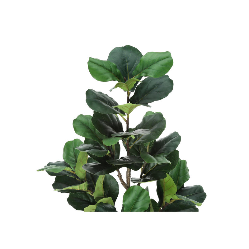 Monarch I 9517 49"H - Indoor Fiddle Tree In A 5" Pot IMAGE 5