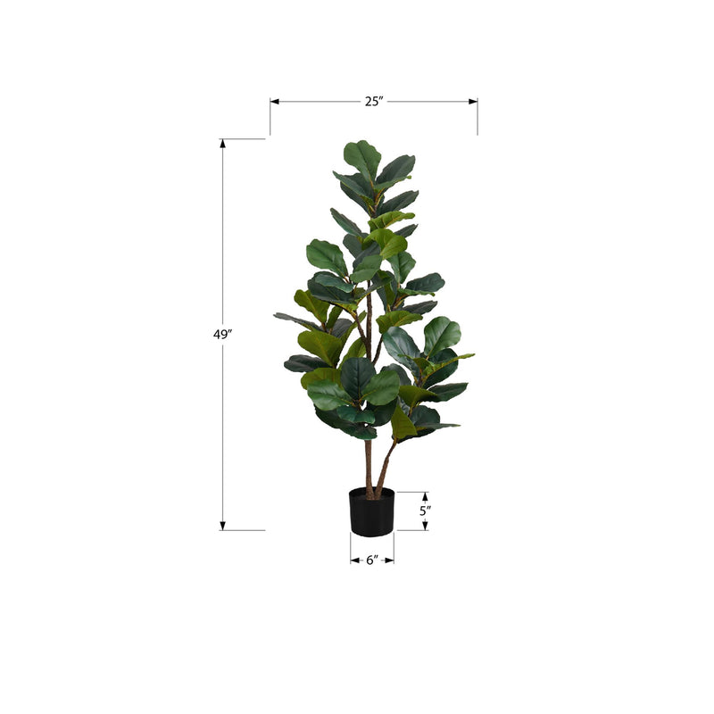 Monarch I 9517 49"H - Indoor Fiddle Tree In A 5" Pot IMAGE 6