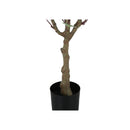 Monarch I 9518 46"H - Indoor Eucalyptus Tree/ 5" Pot IMAGE 3