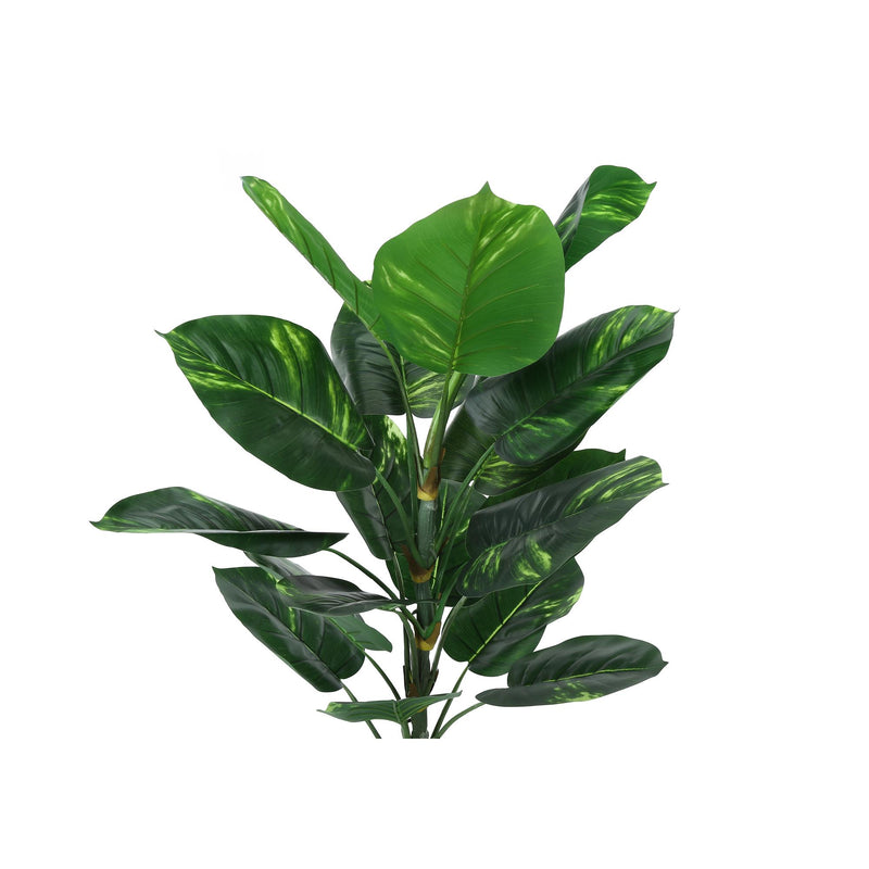 Monarch I 9519 54"H - Indoor Dieffenbachia/6" Pot IMAGE 5