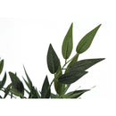 Monarch I 9520 47"H - Indoor Acacia Tree In A 5" Pot IMAGE 4