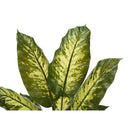 Monarch I 9535 47"H - Indoor Evergreen In A 5" Pot IMAGE 4