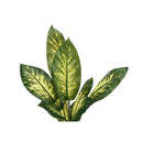 Monarch I 9535 47"H - Indoor Evergreen In A 5" Pot IMAGE 5