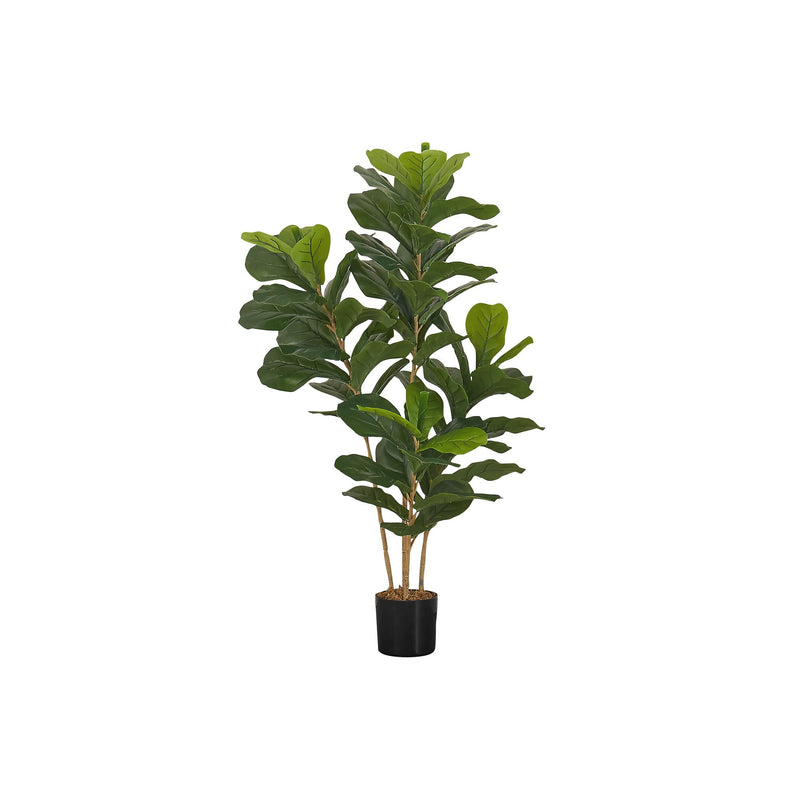 Monarch I 9540 41"H - Indoor Fiddle Tree In A 5" Pot IMAGE 2