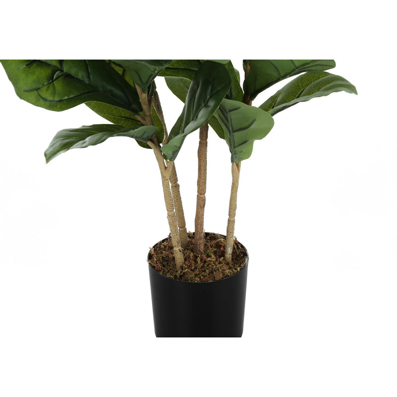 Monarch I 9540 41"H - Indoor Fiddle Tree In A 5" Pot IMAGE 3