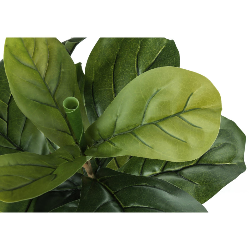 Monarch I 9540 41"H - Indoor Fiddle Tree In A 5" Pot IMAGE 4