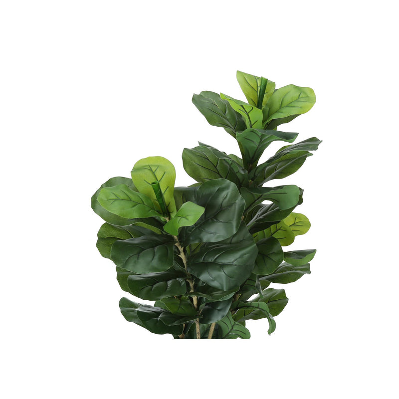 Monarch I 9540 41"H - Indoor Fiddle Tree In A 5" Pot IMAGE 5