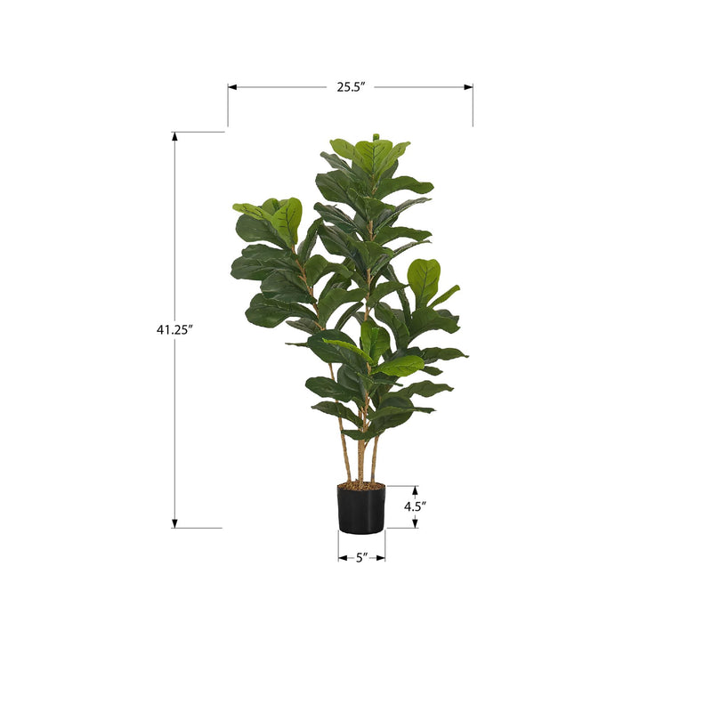 Monarch I 9540 41"H - Indoor Fiddle Tree In A 5" Pot IMAGE 6
