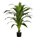 Monarch I 9542 47"H - Indoor Dracaena In A 5" Pot IMAGE 2