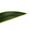 Monarch I 9542 47"H - Indoor Dracaena In A 5" Pot IMAGE 4