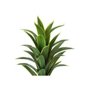 Monarch I 9542 47"H - Indoor Dracaena In A 5" Pot IMAGE 5