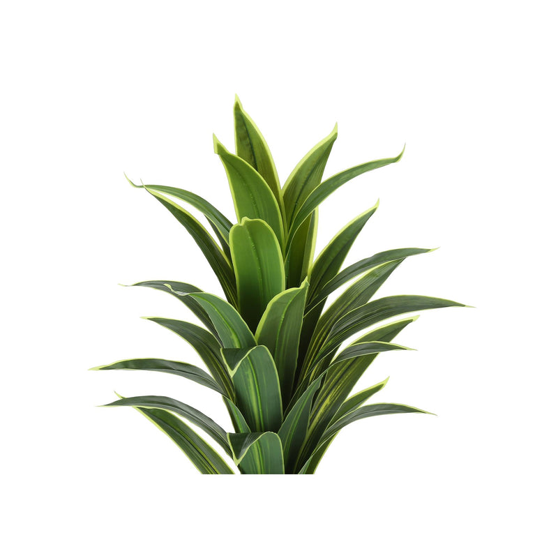 Monarch I 9542 47"H - Indoor Dracaena In A 5" Pot IMAGE 5