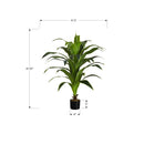 Monarch I 9542 47"H - Indoor Dracaena In A 5" Pot IMAGE 6