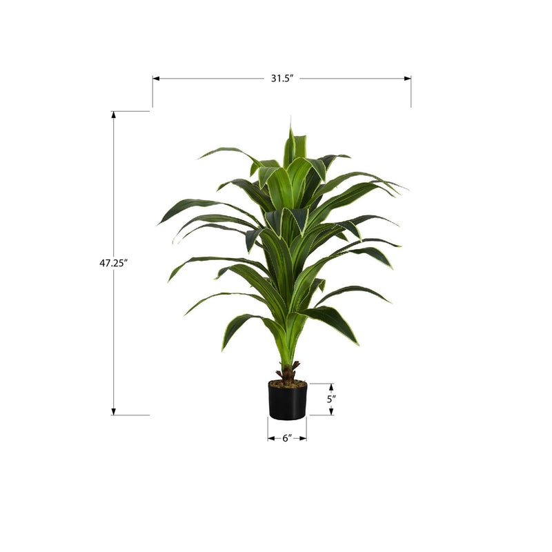 Monarch I 9542 47"H - Indoor Dracaena In A 5" Pot IMAGE 6