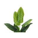 Monarch I 9545 59"H - Indoor Strelitzia In A 5" Pot IMAGE 5