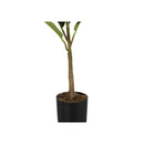 Monarch I 9547 40"H - Indoor Rubber Tree In A 5" Pot IMAGE 3