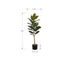 Monarch I 9547 40"H - Indoor Rubber Tree In A 5" Pot IMAGE 6
