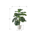 Monarch I 9551 24"H - Indoor Monstera/5" White Pot IMAGE 3