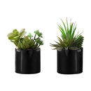 Monarch I 9554 7"H Succulent In 3" Black Pot IMAGE 2