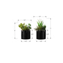 Monarch I 9554 7"H Succulent In 3" Black Pot IMAGE 3