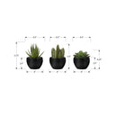 Monarch I 9556 3Pcs/6"H Succulent In A 3" Black Pot IMAGE 3