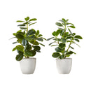 Monarch I 9557 14"H Ficus Elastica/4" Pot IMAGE 2