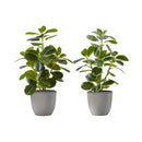 Monarch I 9558 14"H Ficus Elastica/4" Pot IMAGE 2